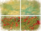 Field of Flowers Transfer thumbnail